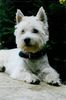 West Highland White Terrier Foto: Blix (ID 14675) West Highland White Terrier Hund