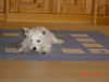West Highland White Terrier Foto: Bobbi 7 Monate alt (ID 32226) West Highland White Terrier Hund