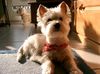 West Highland White Terrier Foto: Hey, ich bin Angie v. Olfener Schloß (ID 10682) West Highland White Terrier Hund