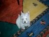 West Highland White Terrier Foto: Westi Welpe Star ofRoyal Diamonds (ID 20558) West Highland White Terrier Hund