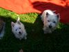 West Highland White Terrier Foto: 2 auf einen Streich... (ID 27139) West Highland White Terrier Hund