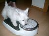 West Highland White Terrier Foto: Wie schwer bin ich ? (ID 16107) West Highland White Terrier Hund