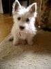 West Highland White Terrier Foto: Hallo, hier bin ich ! (ID 16121) West Highland White Terrier Hund