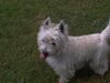 West Highland White Terrier Foto: Charly´s Zunge (ID 7740) West Highland White Terrier Hund