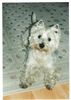 West Highland White Terrier Foto: Chester mit dem für ihn absolut typischen, erwartungsvollen Blick! (ID 16133) West Highland White Terrier Hund