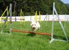 West Highland White Terrier Foto: Cindy - die fliegende Westie Dame (ID 13635) West Highland White Terrier Hund
