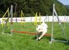 West Highland White Terrier Foto: Cindy beim Training (ID 15119) West Highland White Terrier Hund