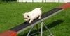 West Highland White Terrier Foto: Cindy - gerade noch rechtzeitig gebremst... (ID 13630) West Highland White Terrier Hund