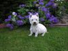 West Highland White Terrier Foto: Cindy im Garten (ID 12984) West Highland White Terrier Hund