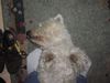West Highland White Terrier Foto: Bei dem Geruch wird man ja Ohnmächtig! (ID 16002) West Highland White Terrier Hund