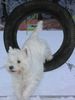 West Highland White Terrier Foto: Cindy beim Agility Training. (ID 8662) West Highland White Terrier Hund