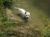 West Highland White Terrier Foto: Cindy mein Erdferkel (ID 14929) West Highland White Terrier Hund