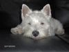 West Highland White Terrier Hund