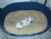 West Highland White Terrier Foto: Toby macht ein Nickerchen... (ID 5705) West Highland White Terrier Hund