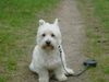 West Highland White Terrier Foto: Rambo (ID 1138) West Highland White Terrier Hund