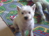 West Highland White Terrier Foto: guck nich so !!! unsere yulie. (ID 24906) West Highland White Terrier Hund