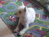 West Highland White Terrier Foto: ohne worte !! (ID 24907) West Highland White Terrier Hund