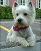 West Highland White Terrier Hund