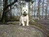 West Highland White Terrier Hund