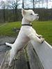 West Highland White Terrier Hund