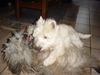 West Highland White Terrier Foto: Die besten Freunde, Leon & Timmi (ID 14985) West Highland White Terrier Hund