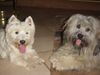 West Highland White Terrier Foto: Die besten Freunde, Leon & Timmi (ID 14984) West Highland White Terrier Hund
