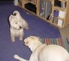 West Highland White Terrier Foto: Ayen und Laby Lady (ID 18877) West Highland White Terrier Hund
