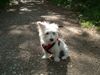 West Highland White Terrier Foto: und nochmal molly- hat inzwischen schon 1 westieohr, wie man sieht ;-) (ID 14250) West Highland White Terrier Hund