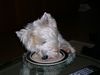 West Highland White Terrier Foto: schmeckt super!!!!!!!! (ID 22935) West Highland White Terrier Hund