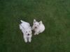 West Highland White Terrier Foto: Moritz(2 Jahre) und seine Frau Mary(3 Monate) (ID 15768) West Highland White Terrier Hund