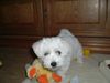 West Highland White Terrier Foto: Molly, 9 Wochen alt beim Spielzeug (ID 12197) West Highland White Terrier Hund