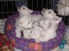 West Highland White Terrier Foto: ..unsere Lima..Lucky Stars goes Gareds (ID 16627) West Highland White Terrier Hund