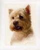 West Highland White Terrier Foto: Rambo (ID 19693) West Highland White Terrier Hund