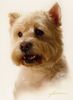 West Highland White Terrier Foto: Rambo (ID 19705) West Highland White Terrier Hund