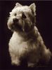 West Highland White Terrier Foto: Rambo (ID 19704) West Highland White Terrier Hund