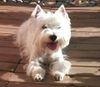 West Highland White Terrier Foto: die letzten Sonenstrahlen ..... (ID 6941) West Highland White Terrier Hund