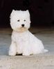 West Highland White Terrier Foto: Victora Snow-Star (ID 17598) West Highland White Terrier Hund