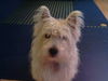 West Highland White Terrier Hund