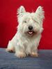 West Highland White Terrier Foto: HENRY (ID 23104) West Highland White Terrier Hund