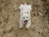 West Highland White Terrier Foto: Rambo (ID 2721) West Highland White Terrier Hund