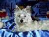 West Highland White Terrier Foto: Nicky mal ganz hübsch (ID 11308) West Highland White Terrier Hund
