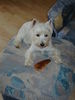 West Highland White Terrier Hund