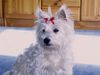 West Highland White Terrier Foto: Unser kleines Baby Nicky (ID 11303) West Highland White Terrier Hund
