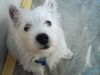 West Highland White Terrier Foto: Snoppy (ID 12092) West Highland White Terrier Hund