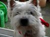West Highland White Terrier Foto: Bussi-Bär (ID 9531) West Highland White Terrier Hund