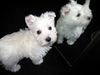 West Highland White Terrier Foto: Meine Alina vom Olfener Schloß (ID 9187) West Highland White Terrier Hund
