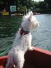 West Highland White Terrier Foto: Lucys Bootsfahrt auf dem Bodensee (ID 6207) West Highland White Terrier Hund