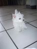 West Highland White Terrier Foto: Westi Welpe Star ofRoyal Diamonds (ID 20557) West Highland White Terrier Hund