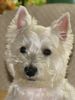 West Highland White Terrier Foto (ID 26364) West Highland White Terrier Hund