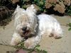 West Highland White Terrier Hund